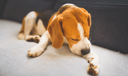 Allergies & Skin Problems