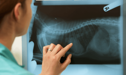 Veterinary Diagnostics & Imaging