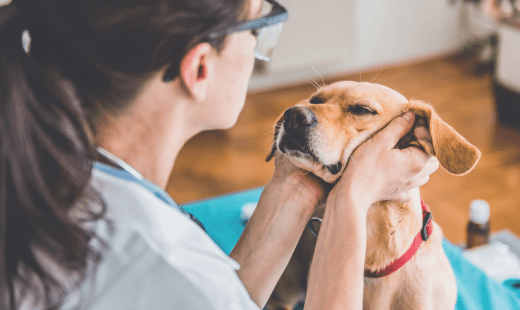 Vaccines & Wellness Care