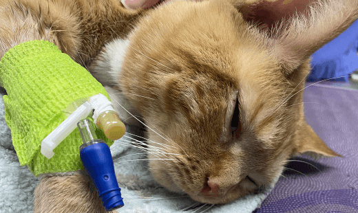 Hospice & Euthanasia
